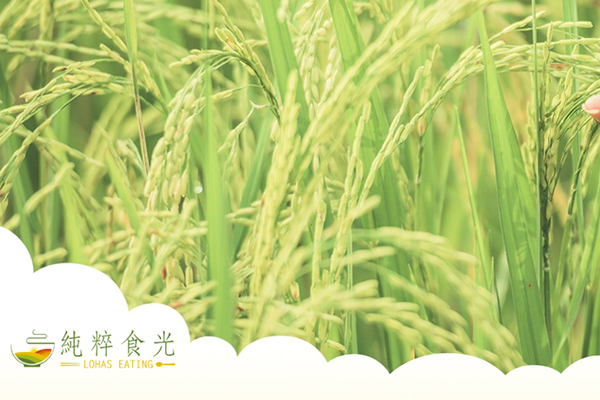 Read more about the article 益禾豐